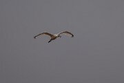 DPPhotography - Andalucia - Eurasian spoonbill - B