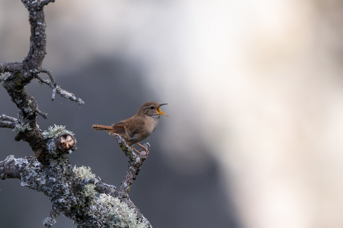 DPPhotography - Extremadura - Eurasian wren - A.jpg - Eurasian wren - Peña Falcon, Monfragüe