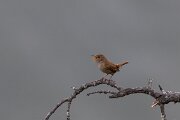 DPPhotography - Extremadura - Eurasian wren - B