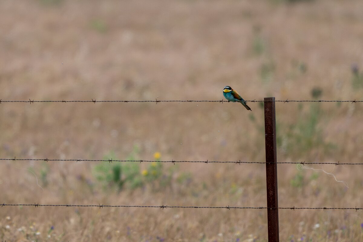 DPPhotography - Extremadura - European bee-eater - D.jpg - European bee-eater - Valdedalor, Extremadura