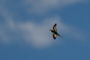 DPPhotography - Extremadura - European bee-eater - C