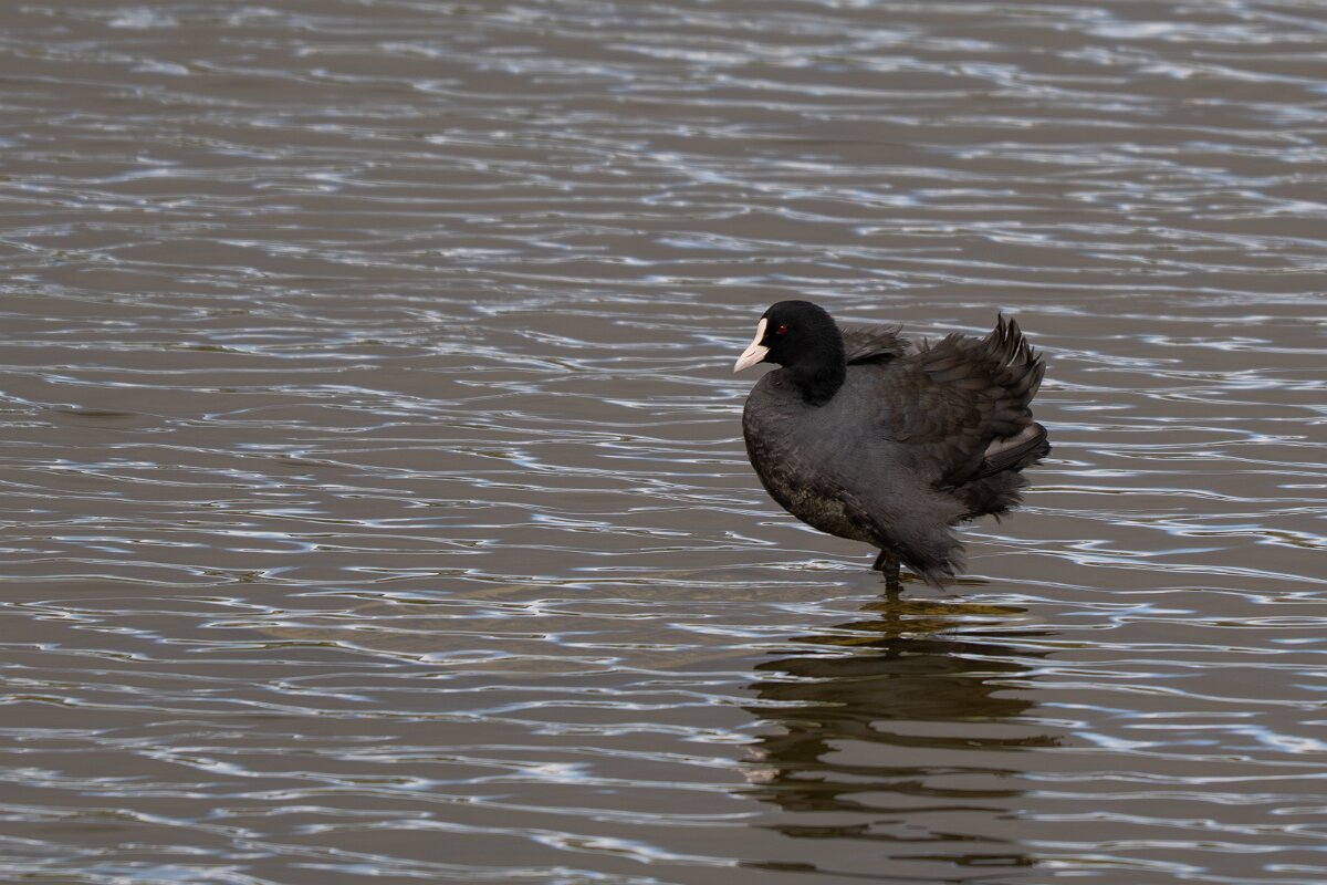 DPPhotography - Andalucia - Eurasian coot - C.jpg - Eurasian coot - Doñana National Park