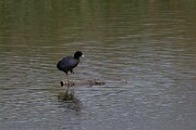 DPPhotography - Andalucia - Eurasian coot - A