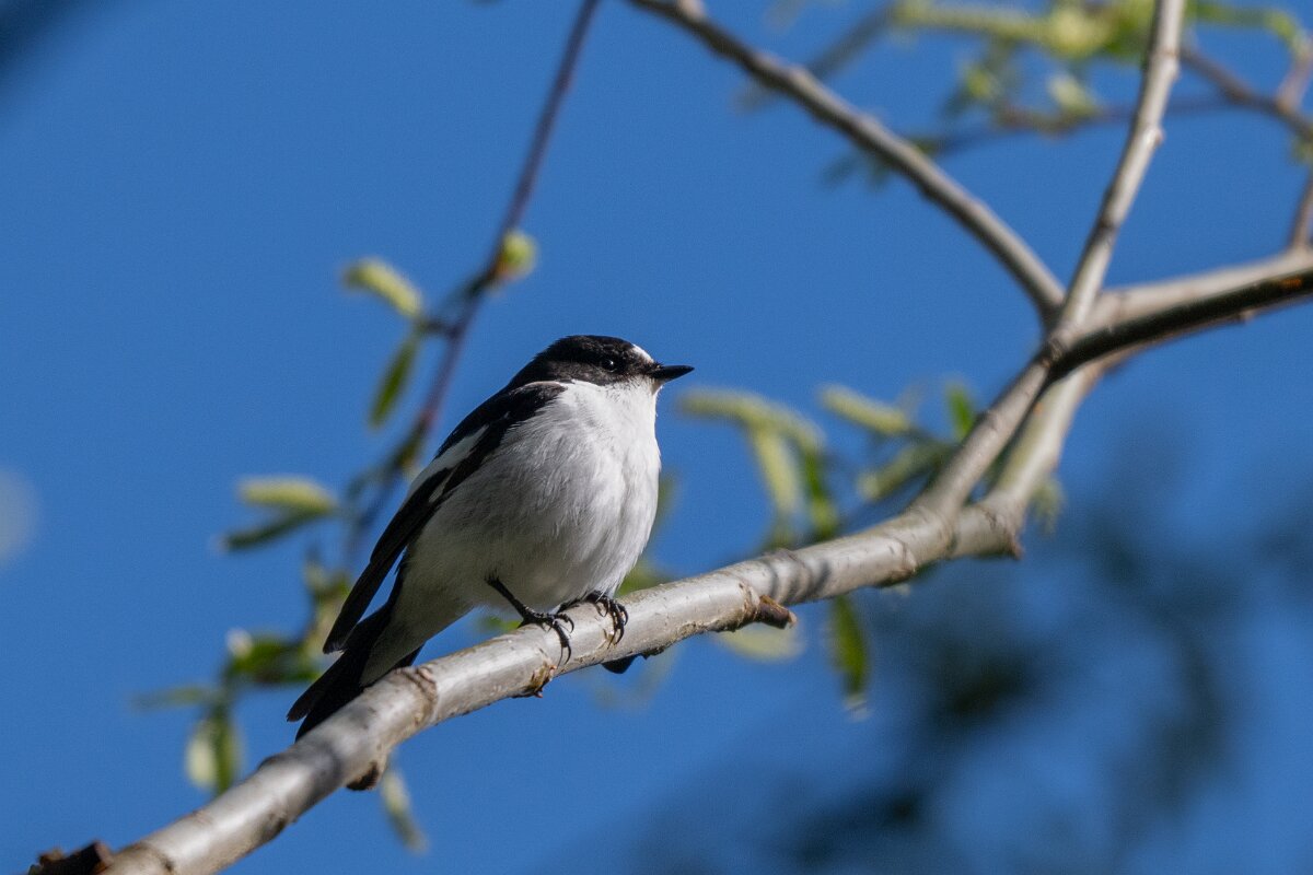 DPPhotography - Extremadura - Pied flycatcher - C.jpg - European pied flycatcher - Rio Tormes, Castilla y León