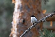 DPPhotography - Extremadura - Pied flycatcher - A