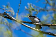 DPPhotography - Extremadura - Pied flycatcher - B