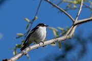 DPPhotography - Extremadura - Pied flycatcher - C