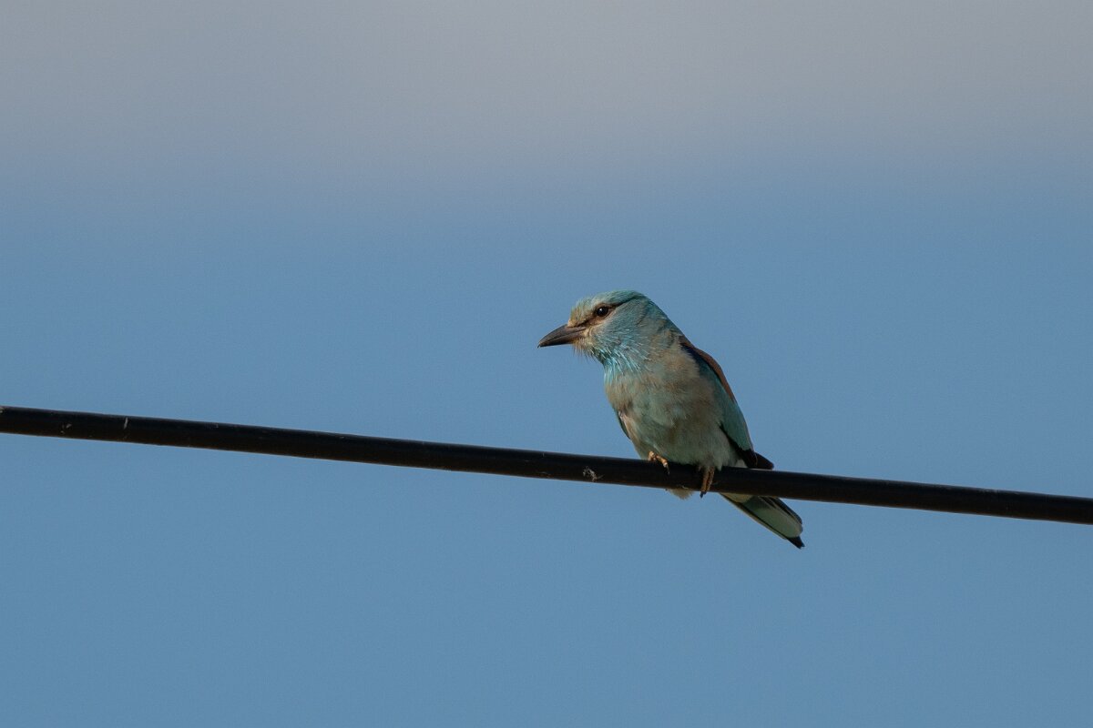 DPPhotography - Extremadura - European roller - B.jpg - European roller - Trujillo Plains, Extremadura