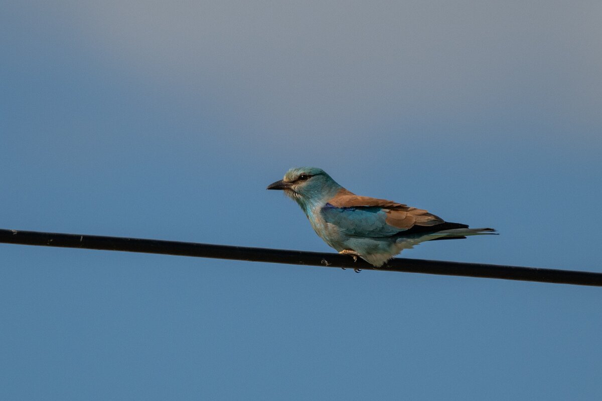 DPPhotography - Extremadura - European roller - C.jpg - European roller - Trujillo Plains, Extremadura