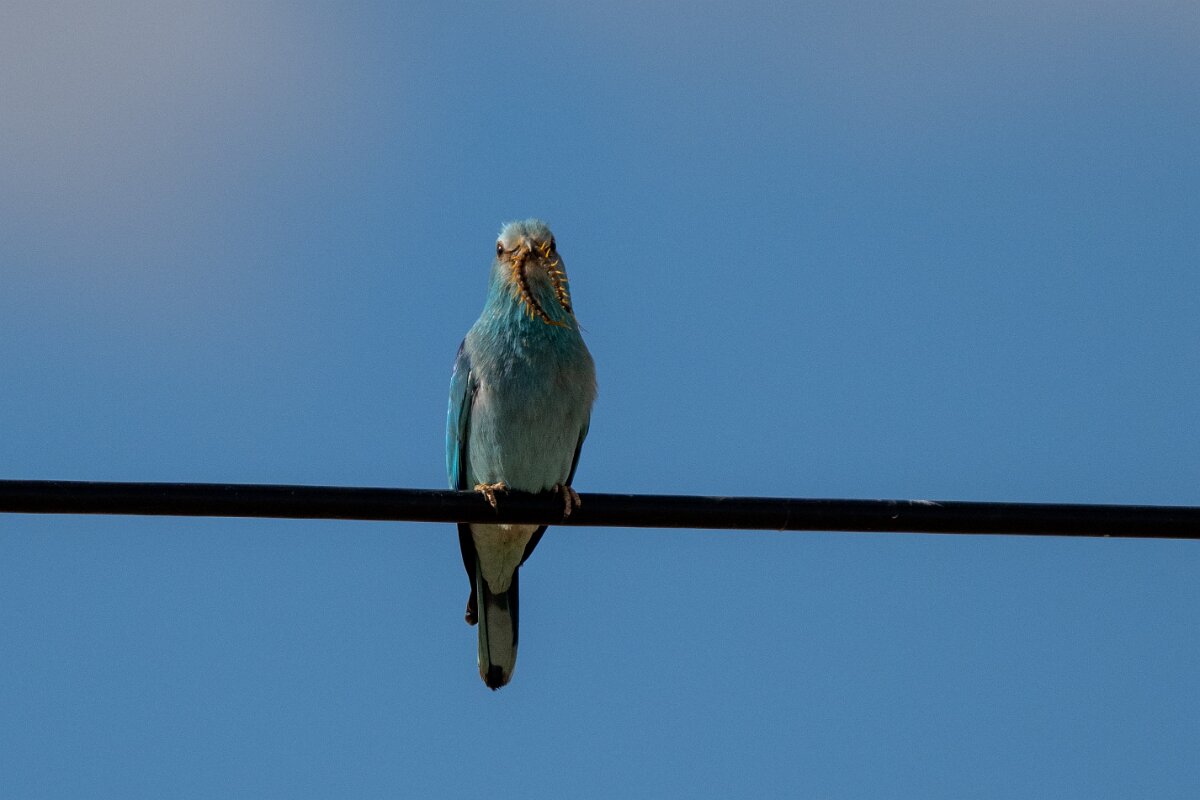 DPPhotography - Extremadura - European roller - D.jpg - European roller - Trujillo Plains, Extremadura