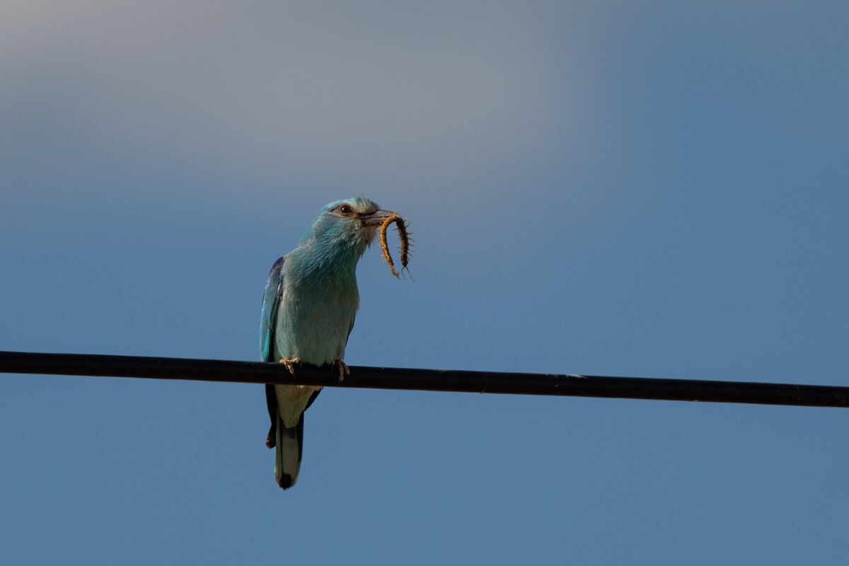 DPPhotography - Extremadura - European roller - E.jpg - European roller - Trujillo Plains, Extremadura