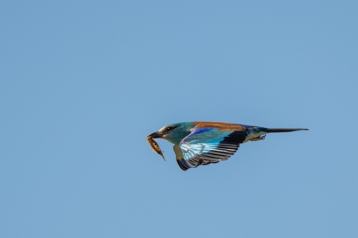 DPPhotography - Extremadura - European roller - G.jpg - European roller - Trujillo Plains, Extremadura