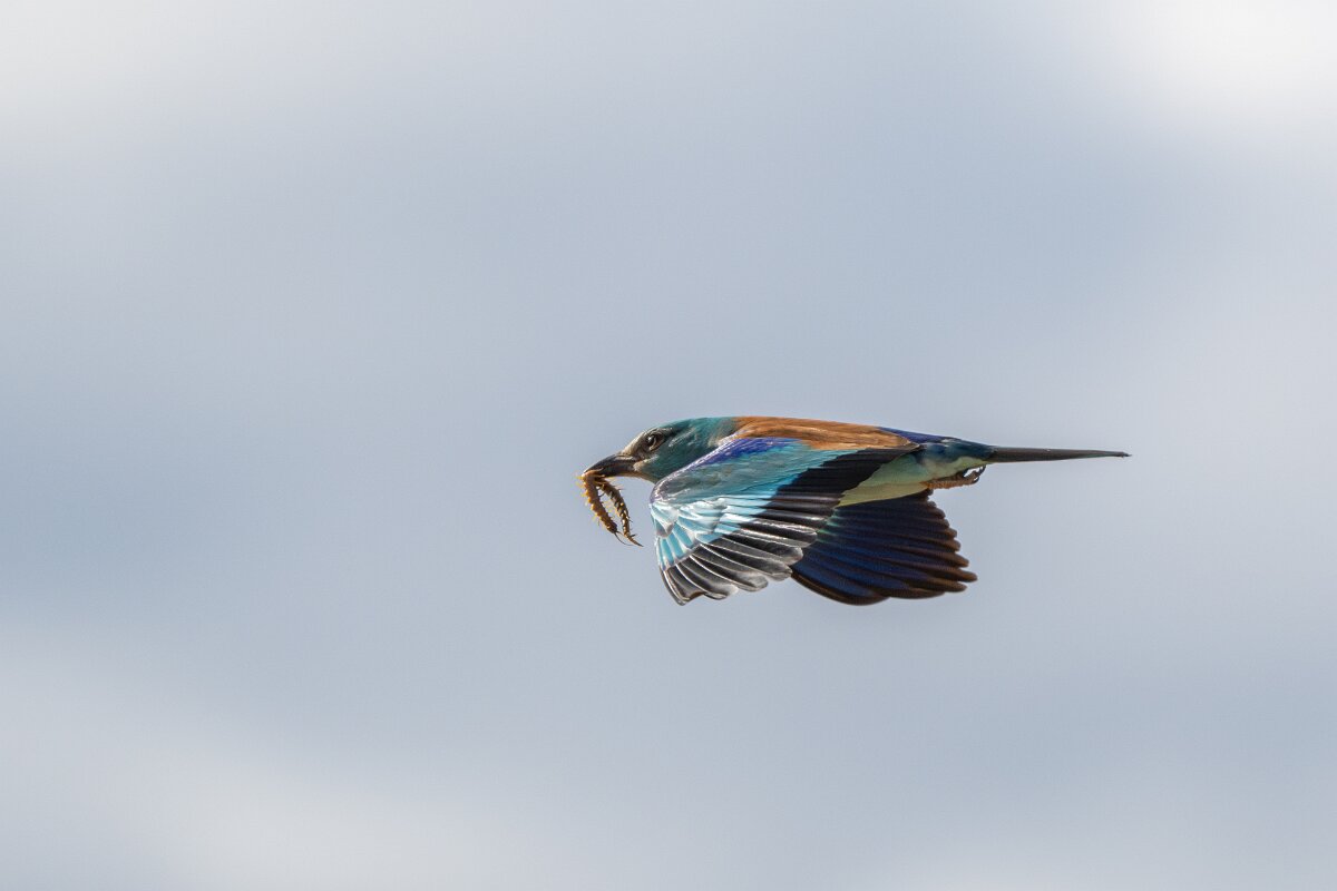 DPPhotography - Extremadura - European roller - H.jpg - European roller - Trujillo Plains, Extremadura
