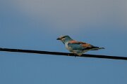 DPPhotography - Extremadura - European roller - C