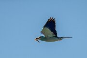 DPPhotography - Extremadura - European roller - F