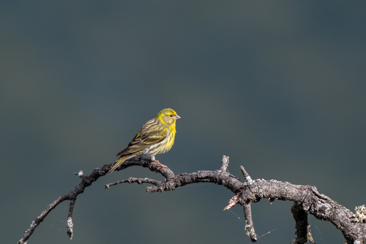 DPPhotography - Extremadura - European serin - C.jpg - European serin - Peña Falcon, Monfragüe
