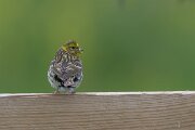 DPPhotography - Extremadura - European serin - H