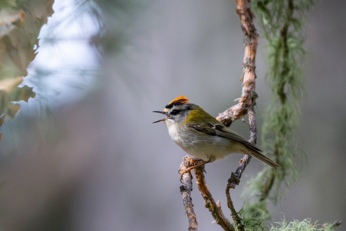 DPPhotography - Extremadura - Firecrest - B.jpg - Firecrest - Parador de Gredos, Castilla y León