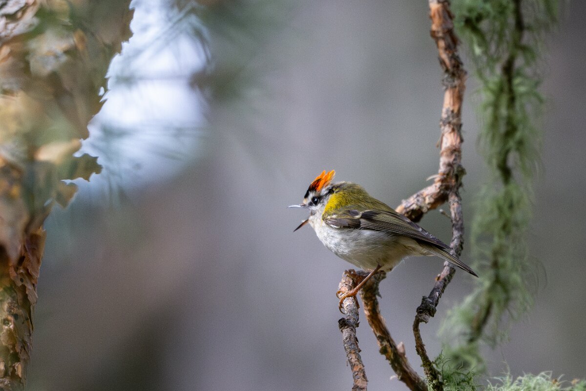 DPPhotography - Extremadura - Firecrest - C.jpg - Firecrest - Parador de Gredos, Castilla y León