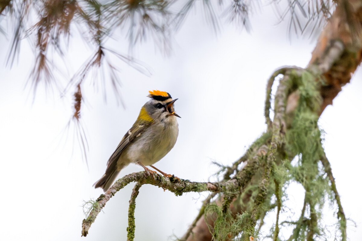 DPPhotography - Extremadura - Firecrest - D.jpg - Firecrest - Parador de Gredos, Castilla y León