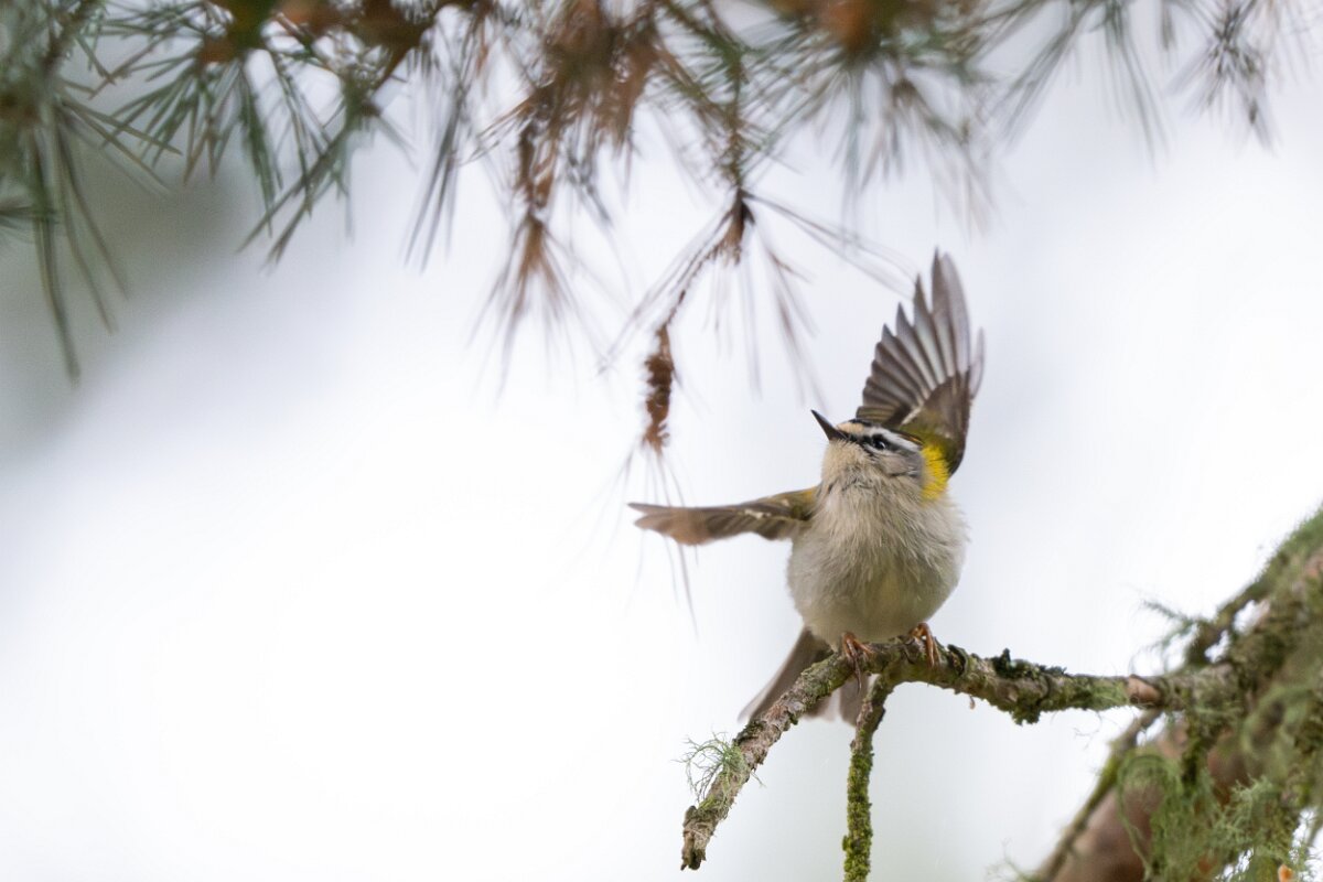 DPPhotography - Extremadura - Firecrest - H.jpg - Firecrest - Parador de Gredos, Castilla y León