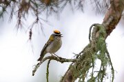 DPPhotography - Extremadura - Firecrest - E