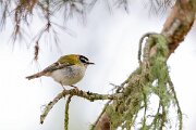 DPPhotography - Extremadura - Firecrest - G