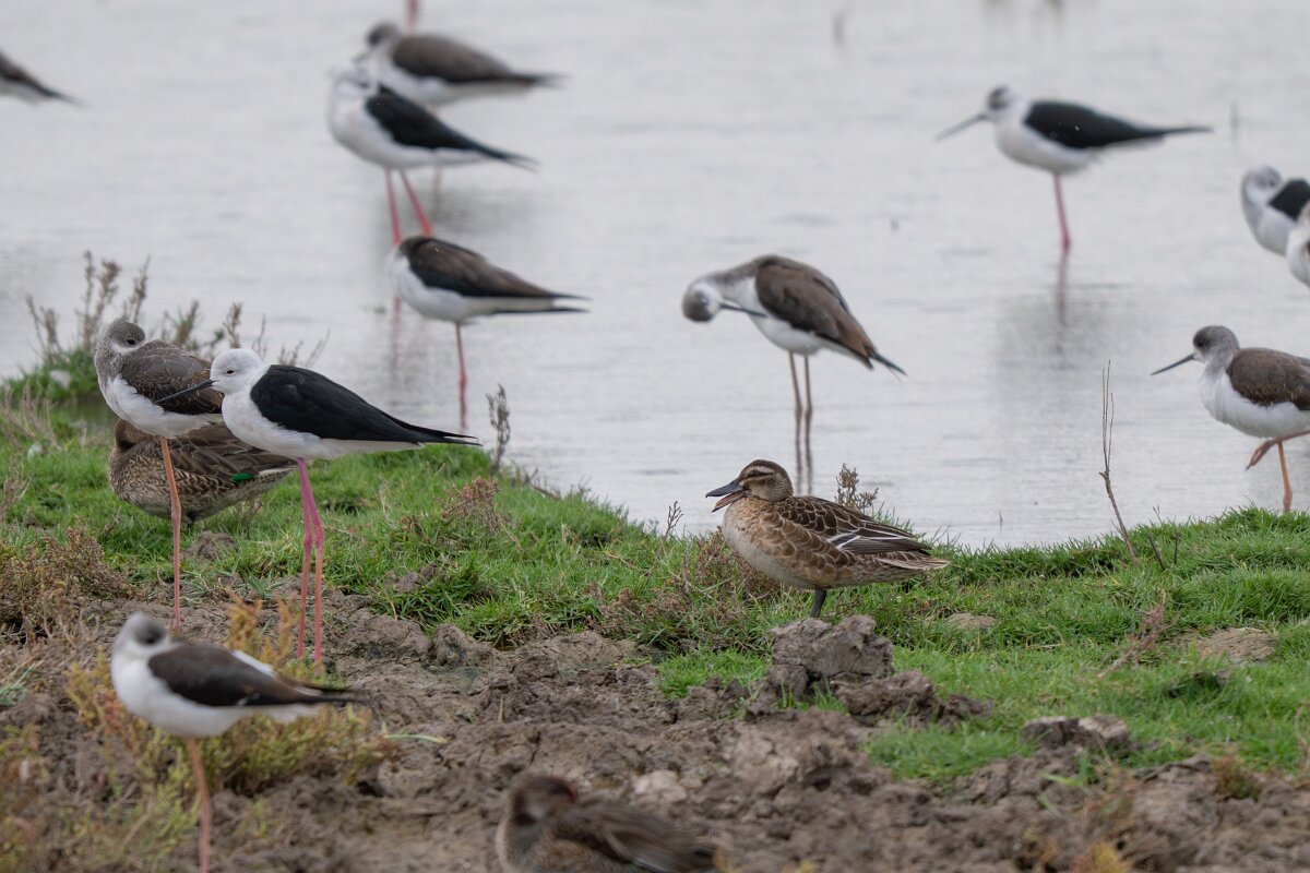 DPPhotography - Andalucia - Garganey - A.jpg - Garganey - Doñana National Park
