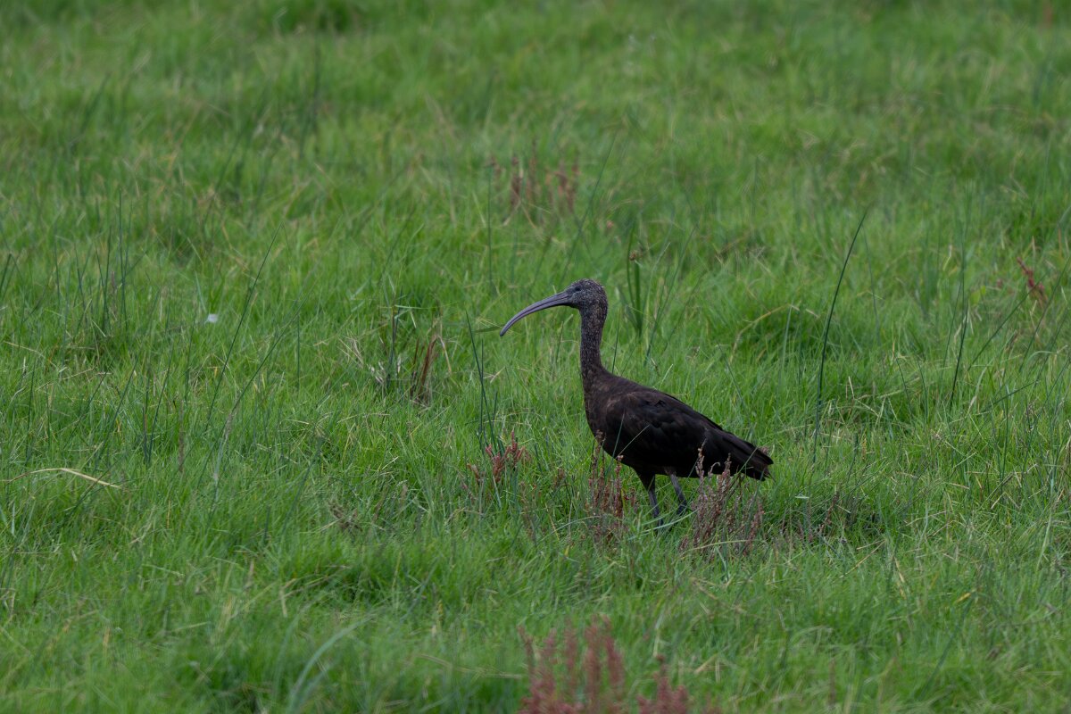 DPPhotography - Andalucia - Glossy ibis - A.jpg - Glossy ibis - Doñana National Park