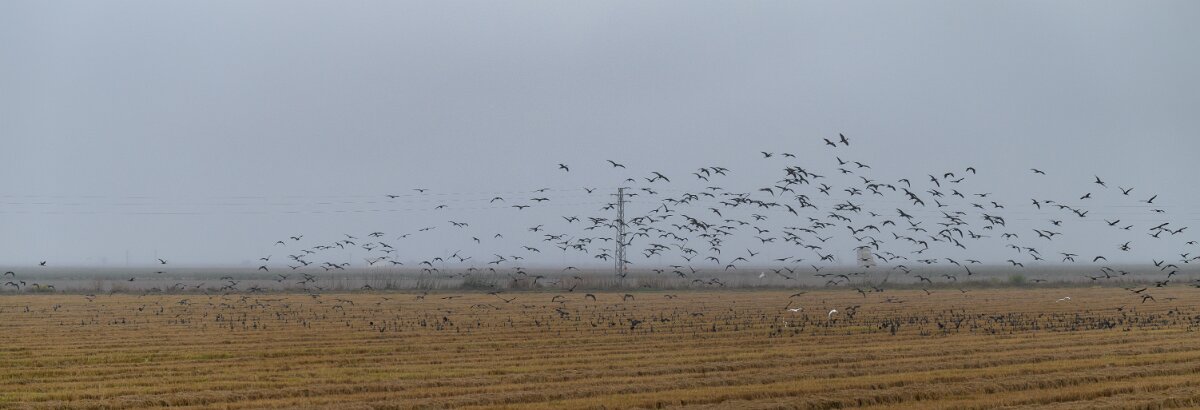 DPPhotography - Andalucia - Glossy ibis - C.jpg - Glossy ibis flock - Doñana National Park