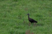 DPPhotography - Andalucia - Glossy ibis - A