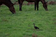 DPPhotography - Andalucia - Glossy ibis - B
