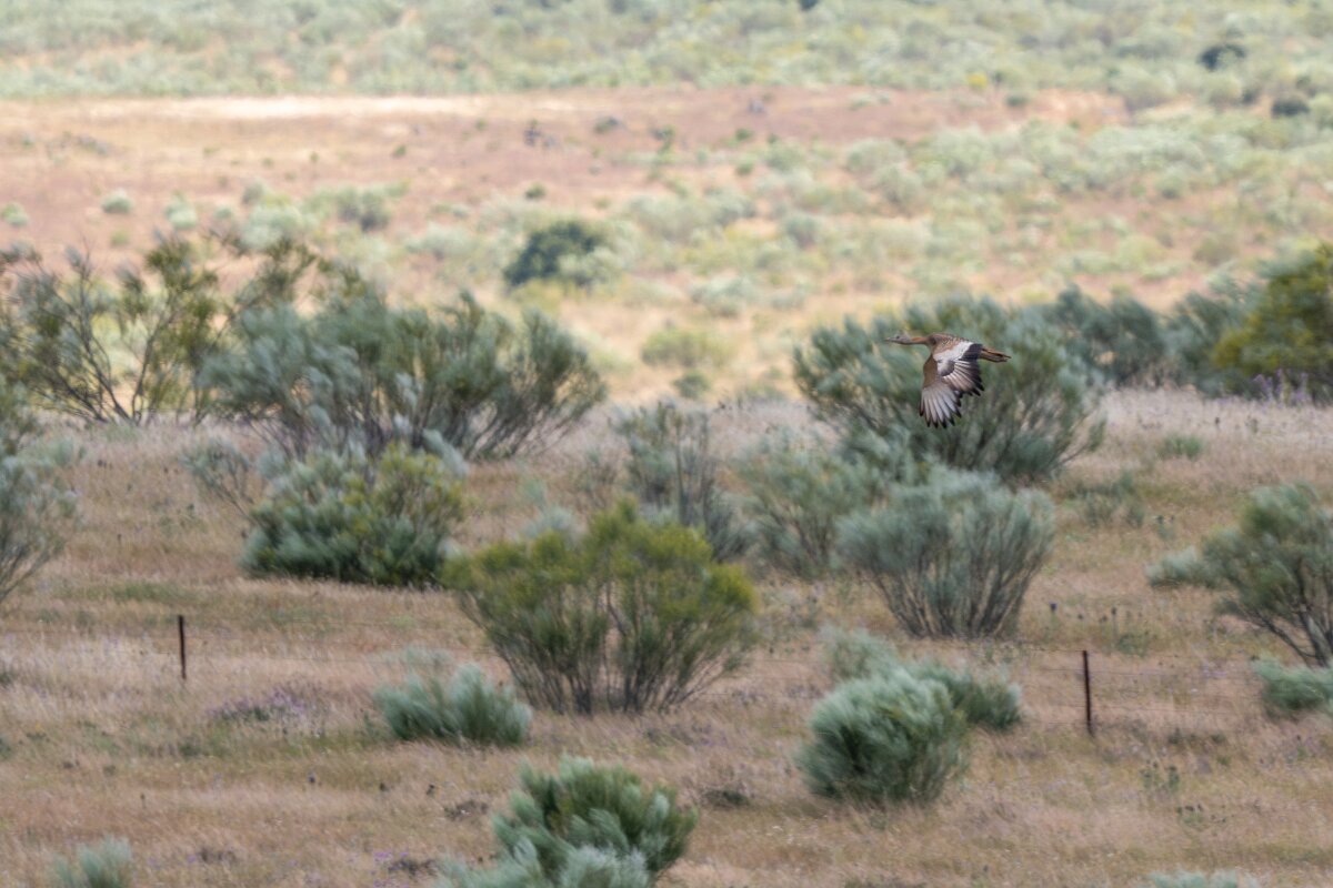 DPPhotography - Extremadura - Great bustard - A.jpg - Great bustard - Hinojal, Extremadura