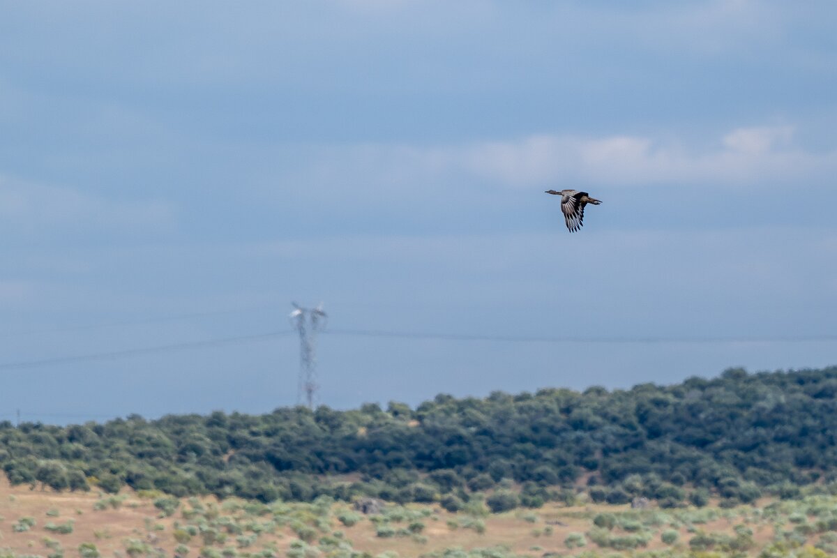 DPPhotography - Extremadura - Great bustard - B.jpg - Great bustard - Hinojal, Extremadura