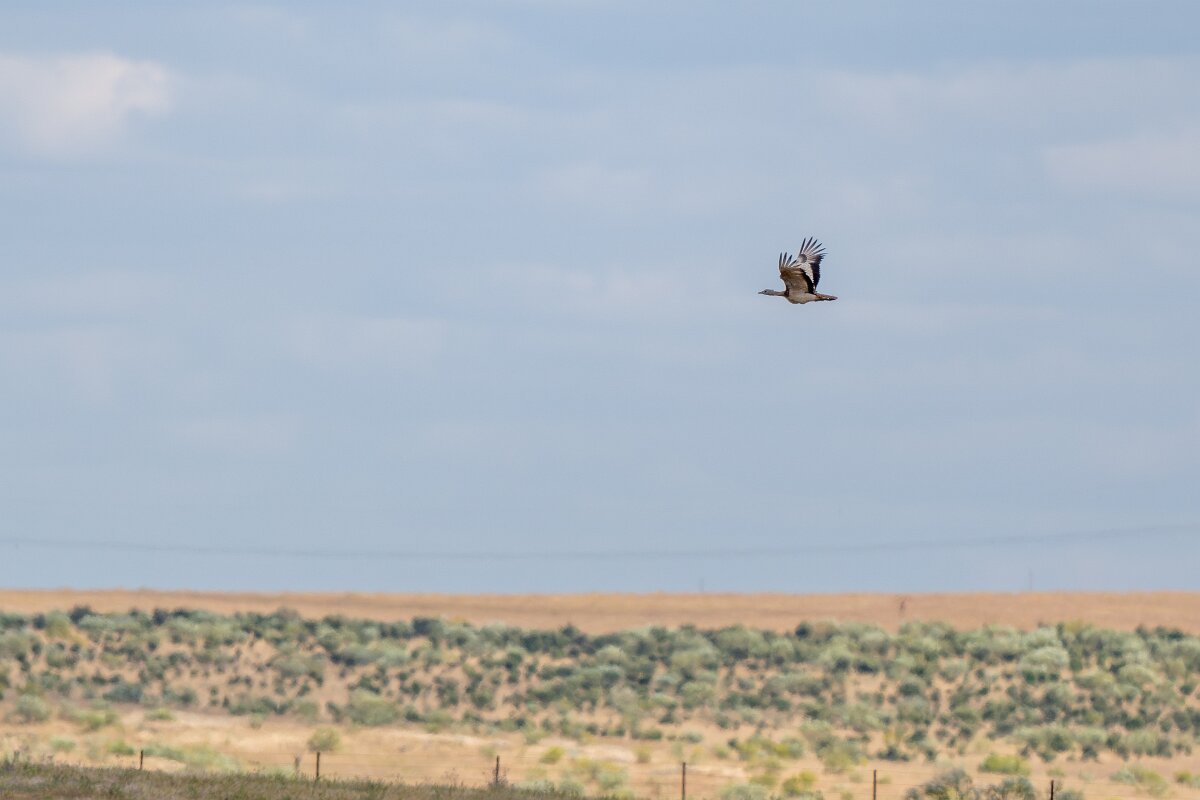 DPPhotography - Extremadura - Great bustard - C.jpg - Great bustard - Hinojal, Extremadura