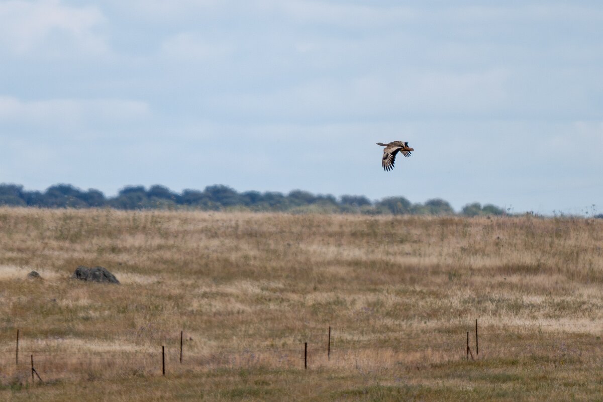 DPPhotography - Extremadura - Great bustard - D.jpg - Great bustard - Hinojal, Extremadura