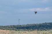 DPPhotography - Extremadura - Great bustard - B