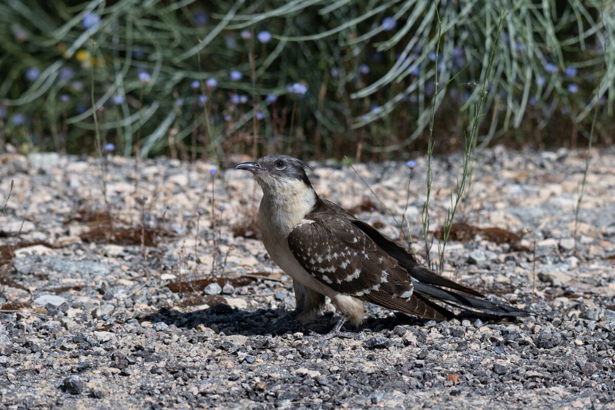 DPPhotography - Extremadura - Great spotted cuckoo - A.jpg - Great spotted cuckoo - Río Magasca, Extremadura