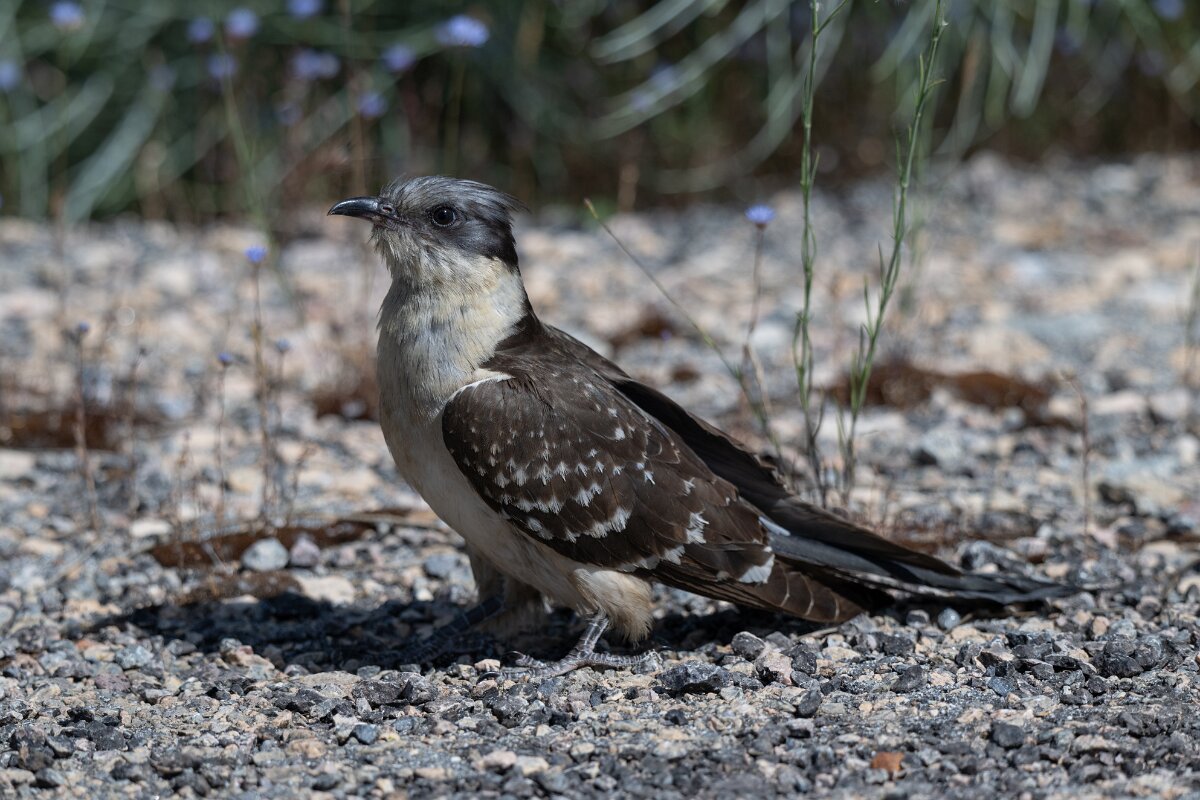 DPPhotography - Extremadura - Great spotted cuckoo - B.jpg - Great spotted cuckoo - Río Magasca, Extremadura
