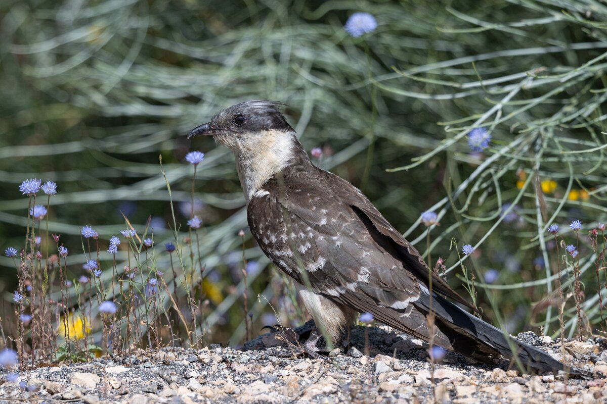 DPPhotography - Extremadura - Great spotted cuckoo - E.jpg - Great spotted cuckoo - Río Magasca, Extremadura