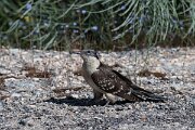 DPPhotography - Extremadura - Great spotted cuckoo - A