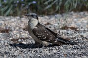 DPPhotography - Extremadura - Great spotted cuckoo - B