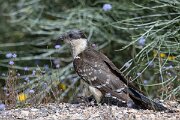 DPPhotography - Extremadura - Great spotted cuckoo - E