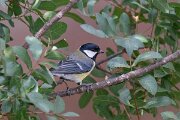 DPPhotography - Extremadura - Great tit - A