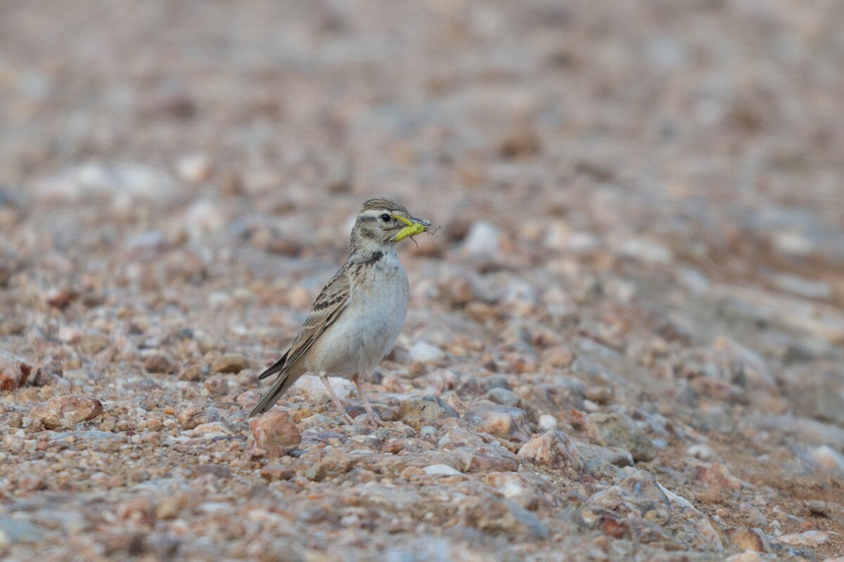 DPPhotography - Extremadura - Greater short-toed lark - A.jpg - Greater short-toed lark - Valdedalor, Extremadura