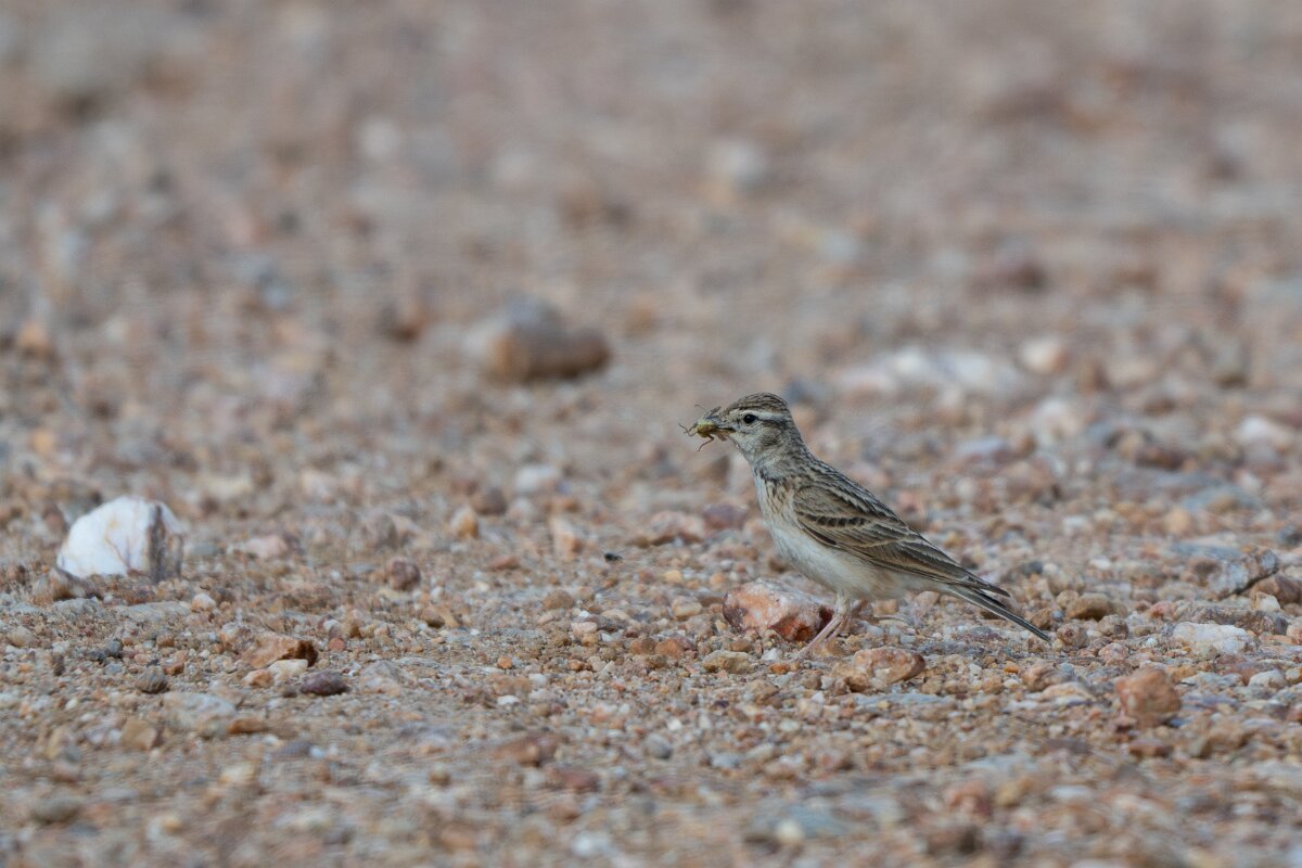 DPPhotography - Extremadura - Greater short-toed lark - B.jpg - Greater short-toed lark - Valdedalor, Extremadura