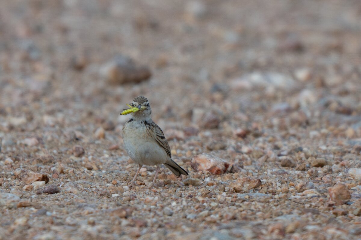 DPPhotography - Extremadura - Greater short-toed lark - C.jpg - Greater short-toed lark - Valdedalor, Extremadura