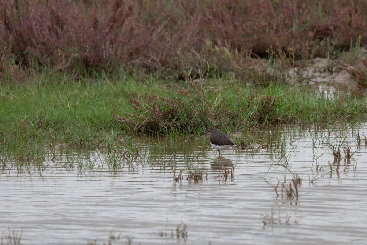 DPPhotography - Andalucia - Green sandpiper - A.jpg - Green sandpiper - Doñana National Park