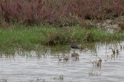 DPPhotography - Andalucia - Green sandpiper - A