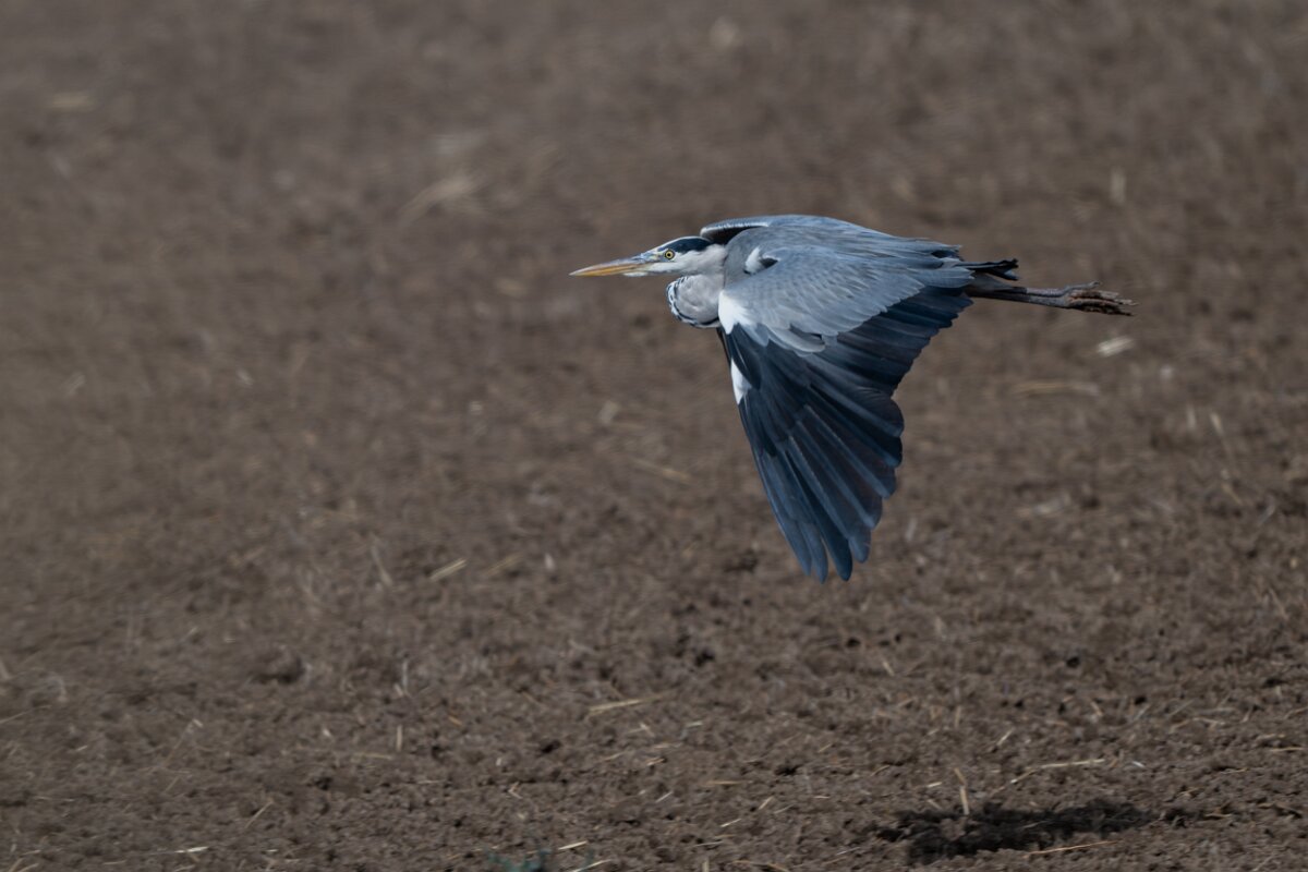 DPPhotography - Andalucia - Grey heron - A.jpg - Grey heron - Doñana National Park